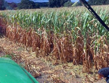 Recomendacións para ensilar millo afectado pola seca