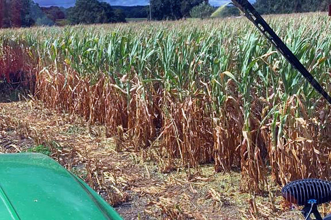 Recomendacións para ensilar millo afectado pola seca