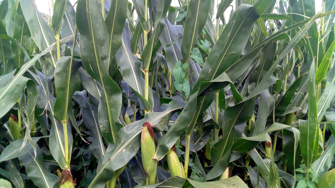 Parcela de millo na comarca da Mariña, unha das poucas que se salvou este ano