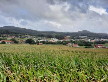 Véndense 12 hectáreas de millo para ensilar ou grao húmido en Vimianzo
