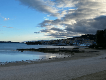 Sete casos de gripe aviaria en aves mariñas localizadas na costa galega