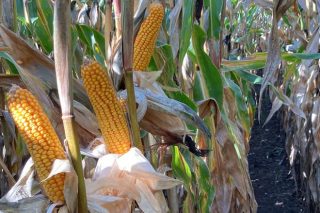Véndense 11 hectáreas de millo para grao húmido en Val do Dubra