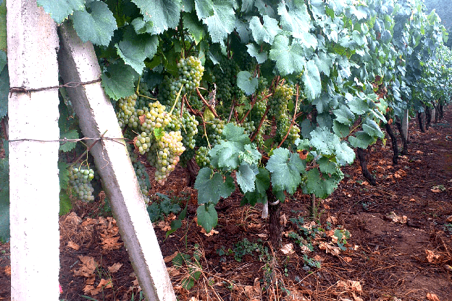 Uva blanca a punto de ser recogida en la zona sur de Galicia