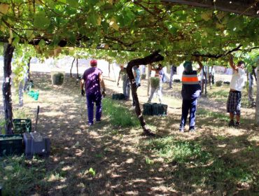 Rías Baixas supera o ecuador da vendima con 34 millóns de quilos de uva recollidos