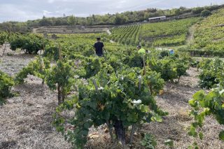 A vendima 2022 na DO Valdeorras supera as previsións e remata con 6,5 millóns de quilos de uva recollidos