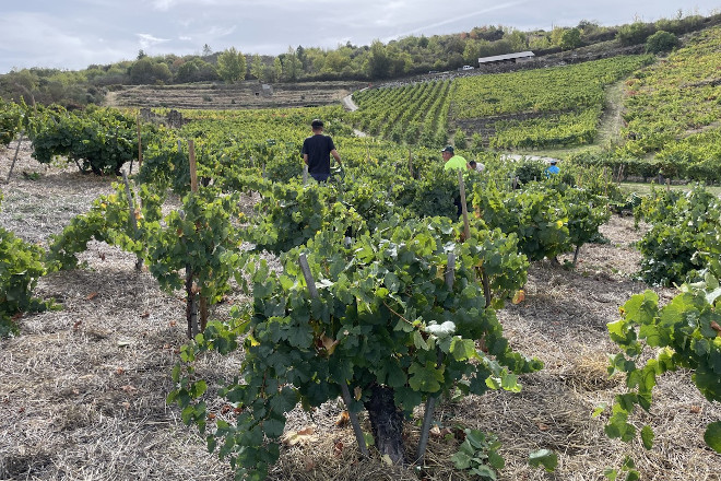 La vendimia 2022 en la DO Valdeorras supera las previsiones y finaliza con 6,5 millones de kilos de uva recogidos
