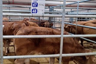 Baixa afluencia de gando en Silleda e baixada dos prezos da recría e o vacún maior