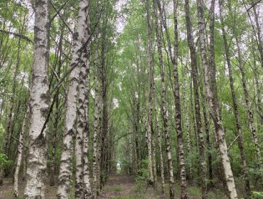 Clonación in vitro das árbores con mellores calidades de madeira para toneis e chapa