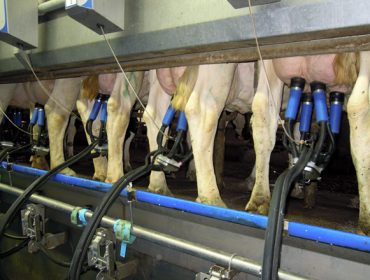A produción de leite en Galicia caeu un 0,56% en 2022 fronte ao descenso do 3,05% no resto de España