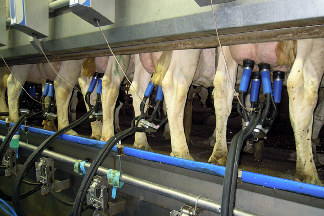 Las ganaderías pequeñas cobran hasta 15 céntimos menos por litro de leche que las grandes