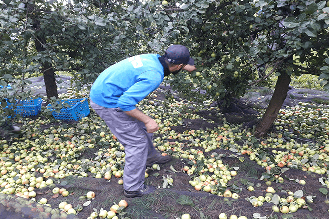 Fotografía dun dos socios da cooperativa Cabrinfolla, en Xermade, recollendo mazás. Fonte: Cabrinfolla