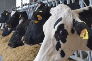 Galicia lidera o repunte da produción de leite en abril, malia a baixada de prezos