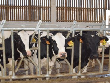 A Interprofesional inicia unha campaña para poñer en valor o modelo de produción lácteo de Europa