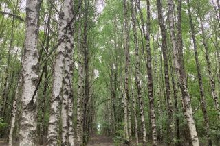 Aprobadas axudas para forestación con piñeiros e frondosas en 1.600 hectáreas de monte