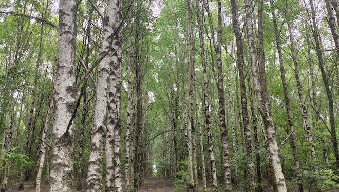 Aprobadas ayudas para forestación con pinos y frondosas en 1.600 hectáreas de monte