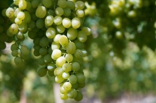 Extractos de prantas e aminoácidos para combater as enfermidades fúnxicas do viñedo