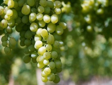 Extractos de prantas e aminoácidos para combater as enfermidades fúnxicas do viñedo