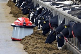 Xornadas de alimentación de vacún de leite, a vindeira semana na EFA Fonteboa 