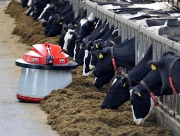 Xornadas de alimentación de vacún de leite, a vindeira semana na EFA Fonteboa