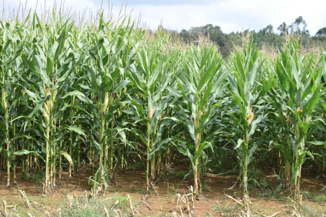 millo delagro campo ensaio Tordoia 22 LG 4
