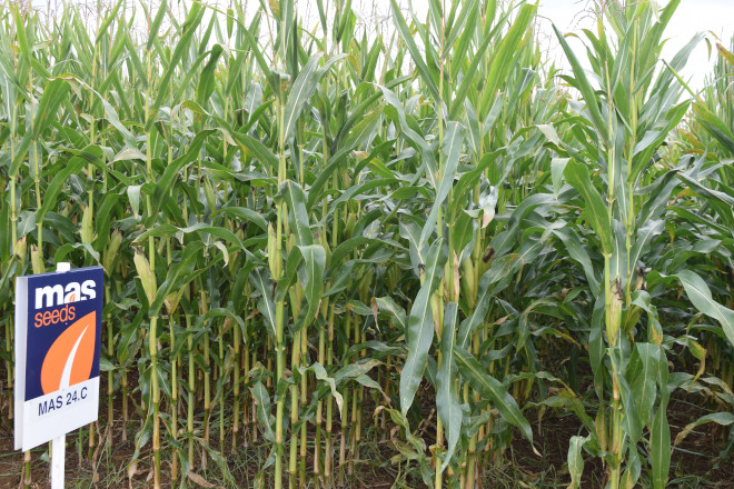 millo delagro campo ensaio Tordoia 22 MAS SEEDS 12
