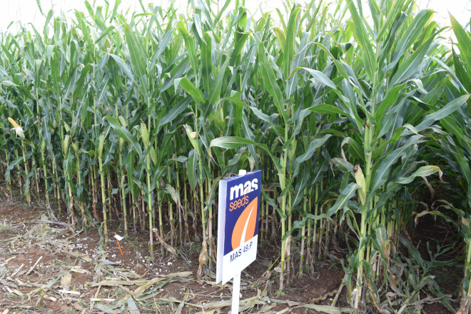 millo delagro campo ensaio Tordoia 22 MAS SEEDS 4