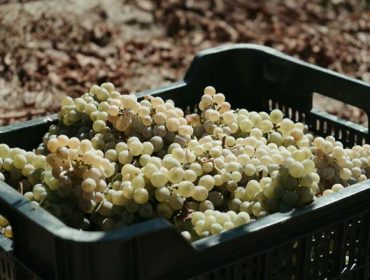 A D.O. Monterrei finaliza a vendima con 6,5 millóns de quilos de uva colleitados