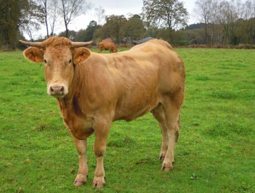 Que razas de vacún de carne están a medrar máis en Galicia?