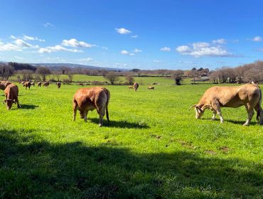 As granxas de vacún de carne séntense prexudicadas pola xestión da PAC