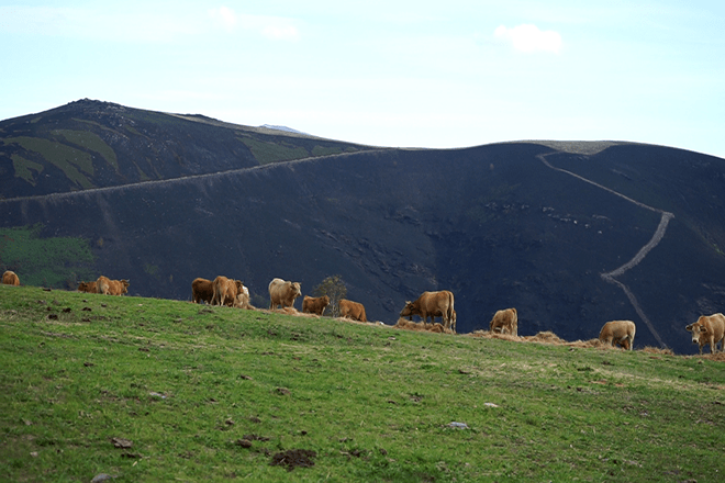 El ganado extensivo se posiciona como herramienta clave contra los incendios en la montaña gallega
