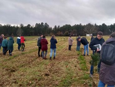 Galicia lanza a estratexia de mellora xenética do piñeiro radiata