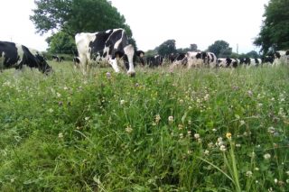 Xornada en Lugo sobre benestar animal en vacún de leite en ecolóxico