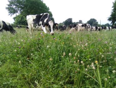 Xornada en Lugo sobre benestar animal en vacún de leite en ecolóxico
