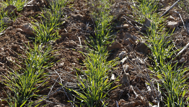 Innovación e nutrición sostible: a nova gama de fertilizantes de ICL para cereais