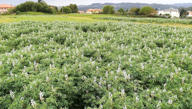 Claves para o cultivo do chícharo bravo en Galicia