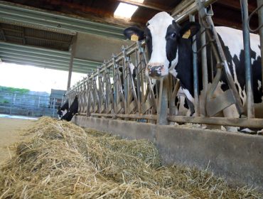 O prezo do leite dispara a recría nas explotacións e a demanda de vacas e xovencas de importación