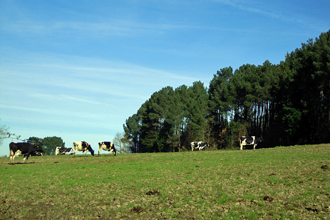 As vacas secas e as xovencas preñadas saen ao exterior a pacer