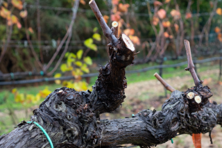 Claves da poda na viticultura para mellorar a vida dos viñedos