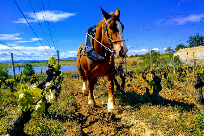 En viñedos de zonas como Priorato, Penedés ou Ribera de Duero hai adegas que traballan con animais. Foto APTRAN