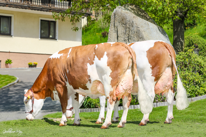 Vacas de dobre propósito con boas producións de leite e carne: A raza Fleckvieh,  un factor de éxito para unha gandaría sustentable