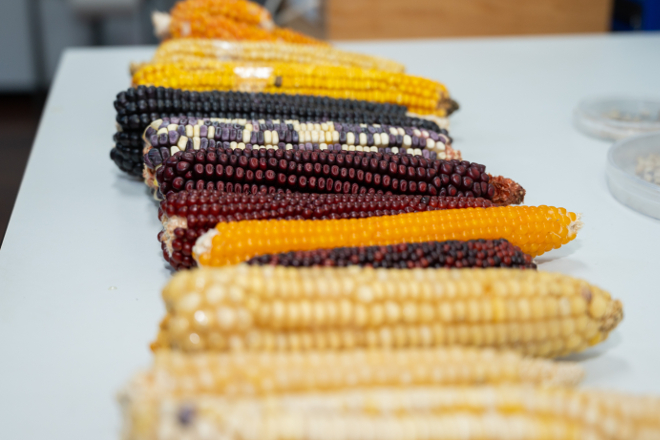 Uno de los proyectos analizará distintas variedades de maíz y su adaptación al cambio climático