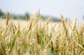 A rotación do trigo galego con outro cultivo mellora un 60% o seu rendemento