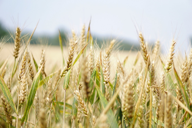 A rotación do trigo galego con outro cultivo mellora un 60% o seu rendemento