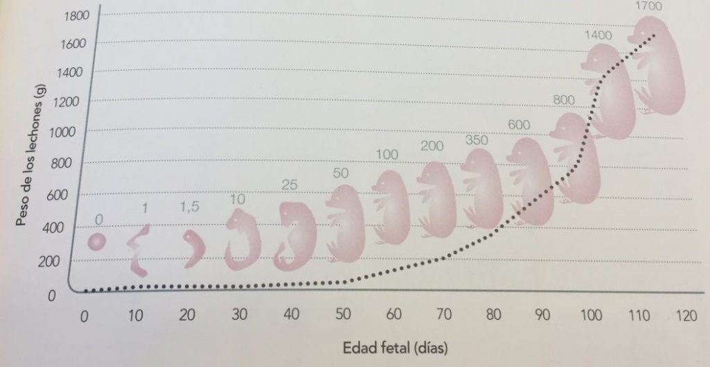 Gráfico sobre a evolución en días dun feto porcino. Fonte: Ignacio Ortolani