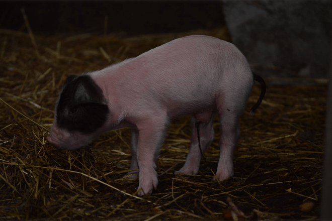 Lechón de Porco Celta a los pocos días de su nacimiento. Fuente: Ignacio Ortolani