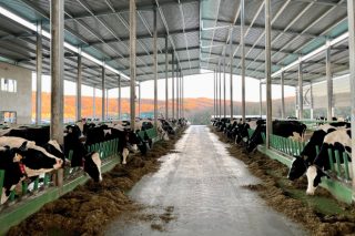 Críticas unánimes do sector de vacún de leite ás novas normas do Goberno central: “Non se adaptan a Galicia nin á realidade do sector”