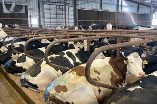 Milk Unlimited, unha granxa americana con 3.200 vacas que decidiu pasarse aos cruzamentos