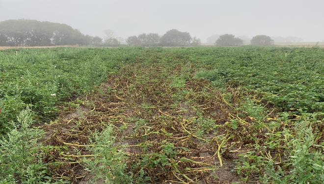 Sistemas de alerta fronte ó mildio: unha ferramenta para reducir custos no cultivo da pataca