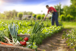 Un estudo calcula que pasar toda a produción española de alimentos ao sistema agroecolóxico permitiría crear un millón de empregos