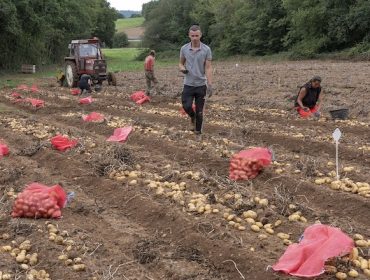 Produción de pataca, conectando a Bretaña francesa e A Limia